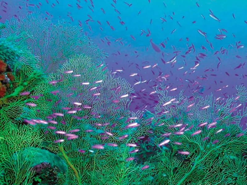  PINDAS ENERGÉTICAS DE OCEANÍA Equilibra, relaja y mima cada parte de tu cuerpo a través de un tratamiento basado en las técnicas de las antiguas medicinas tribales. 