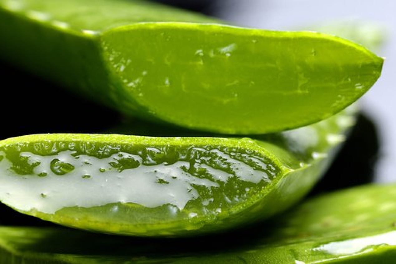 Se la considera “la planta milagrosa”. El aloe vera, también llamado sábila, es uno de los productos de la naturaleza más beneficiosos para la salud del organismo, tanto a nivel interno como externo. 
